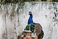 Peacock (159275981).jpeg