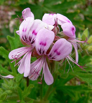 Pelargonium