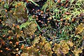 Peltigera membranacea membranous dog-lichen Vancouver Island amongst beaked moss genus Kindbergia 7050.jpg