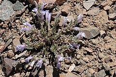 Description de l'image Penstemon caespitosum - Flickr - aspidoscelis.jpg.