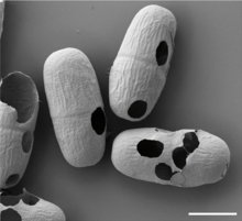 Actinotaenium cells perforated by an Orciraptor. Perforated dead Actinotaenium cells.webp