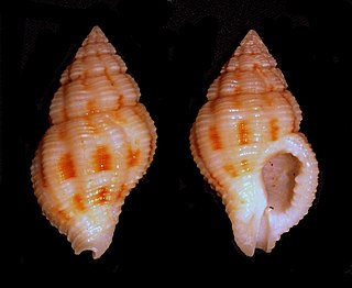 <i>Peristernia</i> genus of molluscs