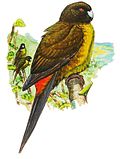 Thumbnail for Raiatea parakeet