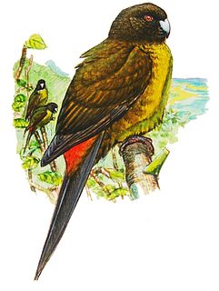 Raiatea parakeet Extinct bird of the Society Islands