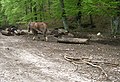 Forestry in Pescasseroli