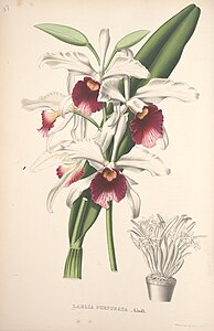 plate 37 Laelia purpurata Cattleya purpurata