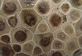 colonia fossile di coralli del Paleozoico.