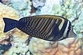 * Nomination Red Sea sailfin tang (Zebrasoma desjardinii), Red Sea, Egypt --Poco a poco 18:39, 3 August 2023 (UTC) * Promotion Good quality. -- Ikan Kekek 18:55, 3 August 2023 (UTC)