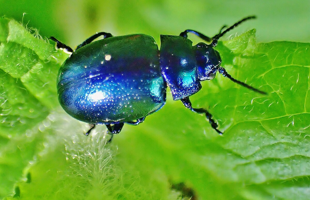 Chrysolina coerulans Wikipedia