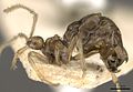 Pheidole neokohli CASENT0901312. jpg