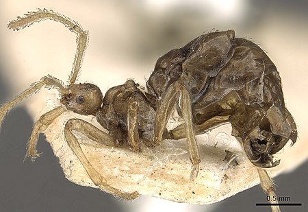 Pheidole neokohli