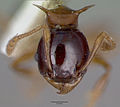 Pheidole tricolor castype06991 head 1.jpg