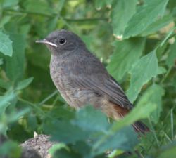 Nigra ruĝvostulo, Phoenicurus ochruros