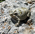 Miniatura para Phrynosoma braconnieri