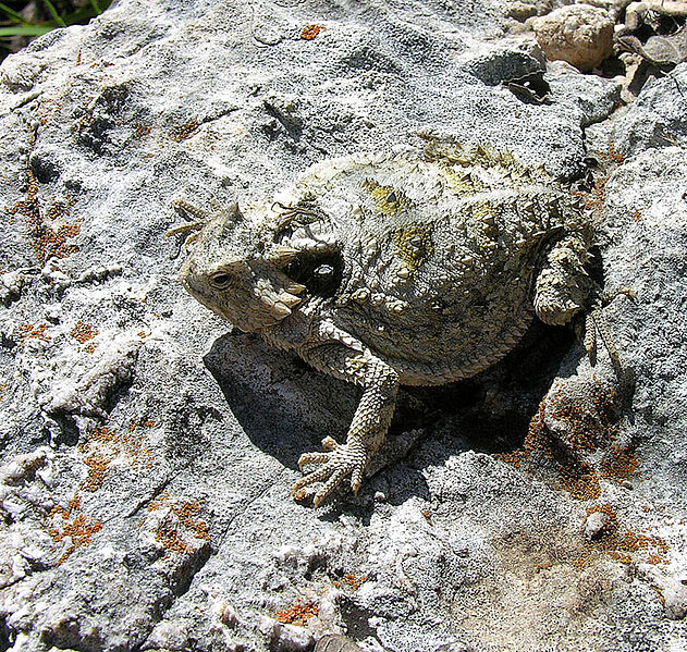 File:Phrynosoma braconnieri.jpg