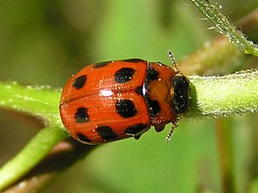 Afbeeldingsbeschrijving Phytodecta viminalis 1 beentree.jpg.