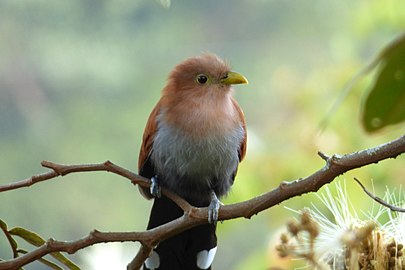 Piaye écureuil (Piaya cayana)