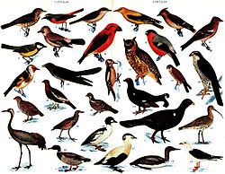 Fåglar: Systematik, Den globala fågelfaunans sammansättning och utbredning, Anatomi och fysiologi