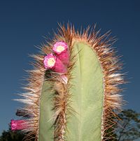 Pierrebraunia brauniorum Esteves.jpg