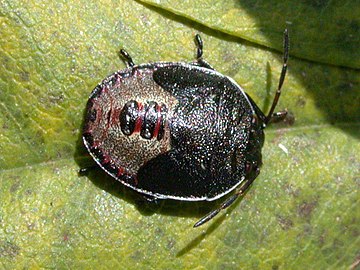 Piezodorus lituratus 20020905.jpg