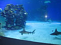 PikiWiki Israel 41802 Shark world in Eilat.JPG