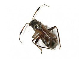 Pilophorus simulans