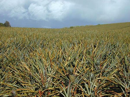 Pineapple.plantation.jpg