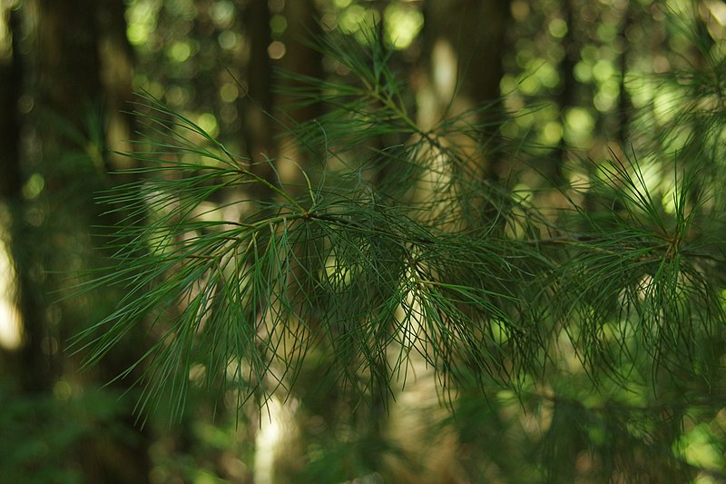File:Pinus morrisonicola 22125484.jpg