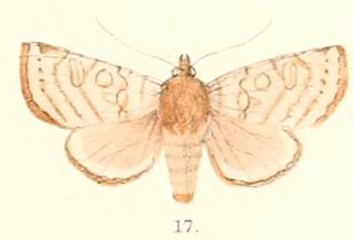 <i>Hermonassa sinuata</i> Species of moth