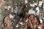Thumbnail for Least pygmy squirrel