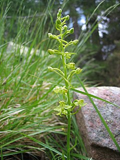 <i>Platanthera algeriensis</i> species of plant