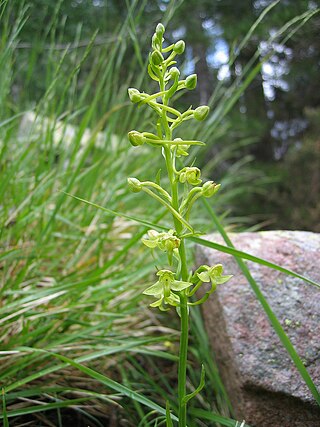 <i>Platanthera algeriensis</i> Species of orchid