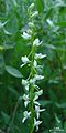 Platanthera leucostachys