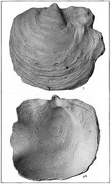 Тарелка LI Ископаемые раковины Gryphaea Vesicularis.jpg