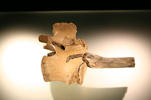 Plaussig bone hammer 01.jpg