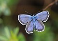 Plebejus argus 1. jpg