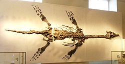 The "Barrow Kipper", a plesiosaur skeleton excavated at Barrow upon Soar Plesiosaur skeleton, New Walk Museum.JPG