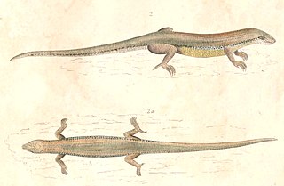 <i>Plestiodon chinensis</i> Species of reptile