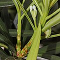 Podocarpus macrophyllus (flower female s2).jpg