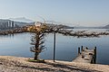 English: Wisteria and pier Deutsch: Blauregen und Bootssteg