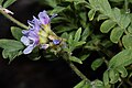 Polemonium pulcherrimum