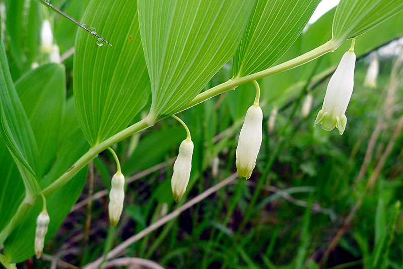 File:Polygonatum odoratum (Convallariaceae) (34958769744).jpg