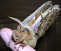 Antheraea Polyphemus Moth (Antheraea polyphemus) 5