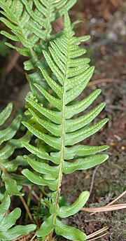 Vignette pour Polypodium