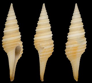 <i>Polystira sunderlandi</i> Species of gastropod