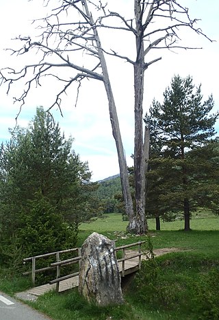 <span class="mw-page-title-main">Pi de les Tres Branques</span> Dead pine tree in the countryside in Catalonia, Spain
