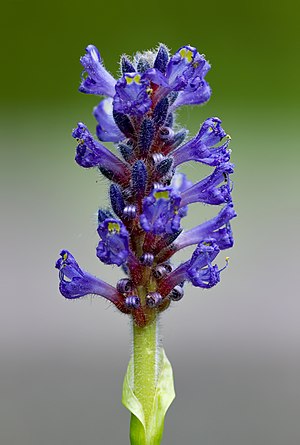 Pickerel weed, Nagai Park, Osaka.