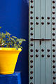 Pot de fleur, Jardin Majorelle, Marakeš.jpg