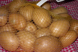 <span class="mw-page-title-main">Agata potato</span> Variety of potato