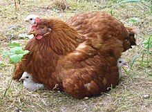 Poule gasconne — Wikipédia